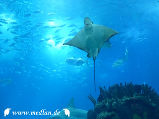 Oceanário de Lisboa